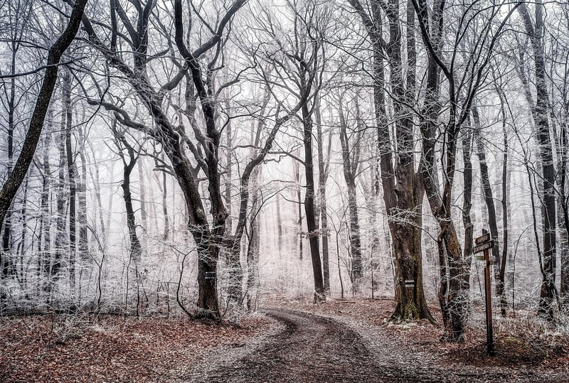 Enchanted Forest Retreat