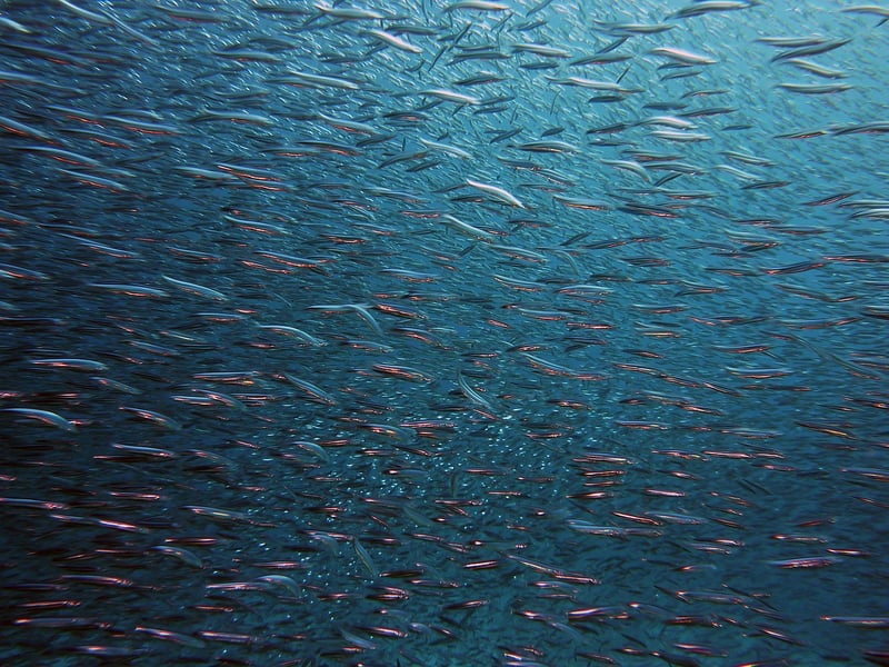 Underwater world